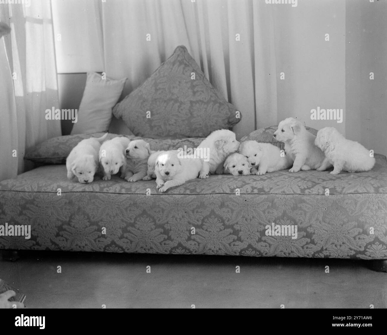 rare-ten-ten-maremma-puppies-a-rare-italian-breed-sheep-dog-breed
