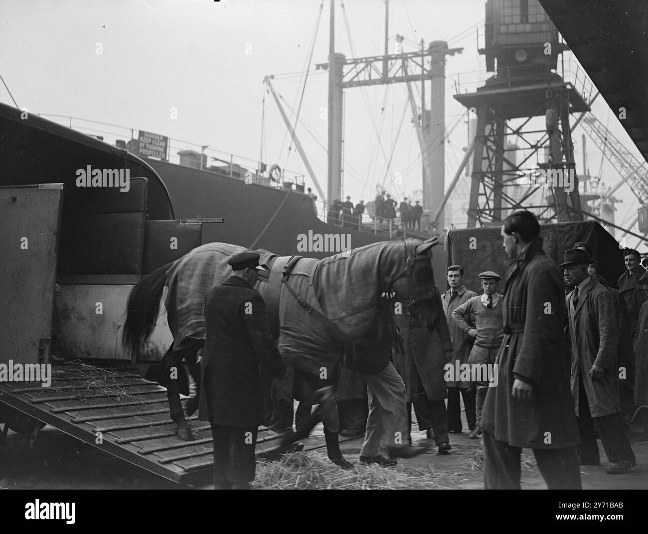 £60,000 GOES ABOAD- IN THE SHAPE OF HORSES    Thirteen racecourses , valued at £60,000 including ''Bayeux II '' , the Belgium Classic Winner who was placed in Ascot and Good wood Gold Cups, and '' Golden Girl '', the late Lord Fitzwilliam's mare , were loaded aboard the U.S.S. '' American Shipper '' at the Royal  Victoria Docks , London en route for U.S.A. Also included were two young colts by '' Panorama'' and ''Full Bloom ''     PICTURE SHOWS:- ''BAYEUX IT '' leaving his travelling box on the dockside , before going aboard .     6 January 1949 Stock Photo