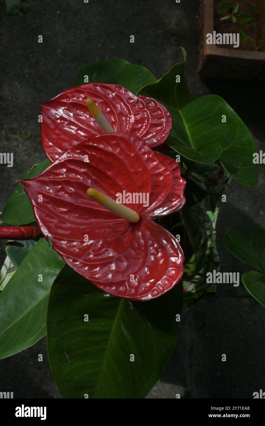 Red Diamond Flamingo Lily Anthurium Plant Stock Photo - Alamy