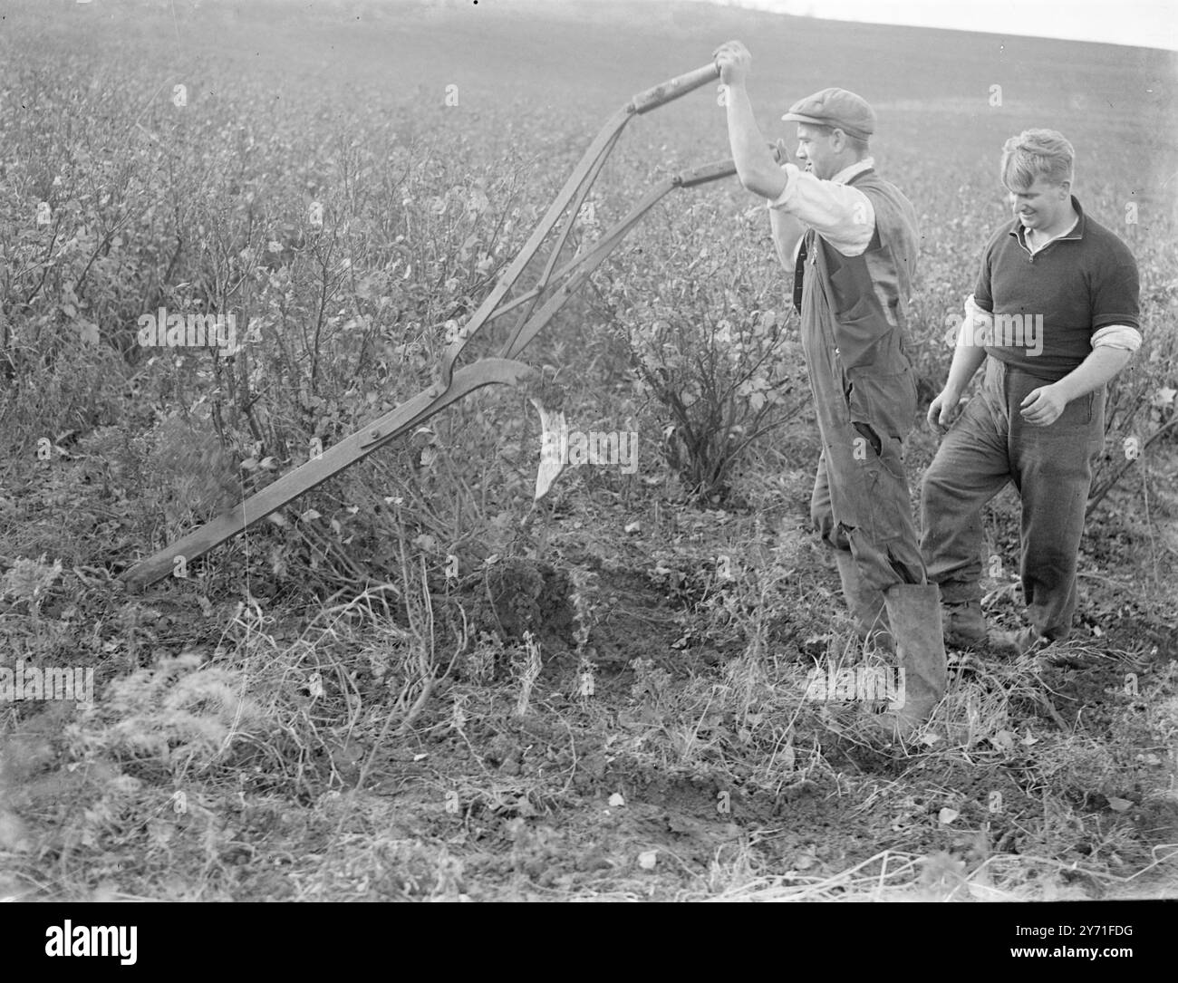 Bagging Cabbagesc. 1940 Stock Photo - Alamy
