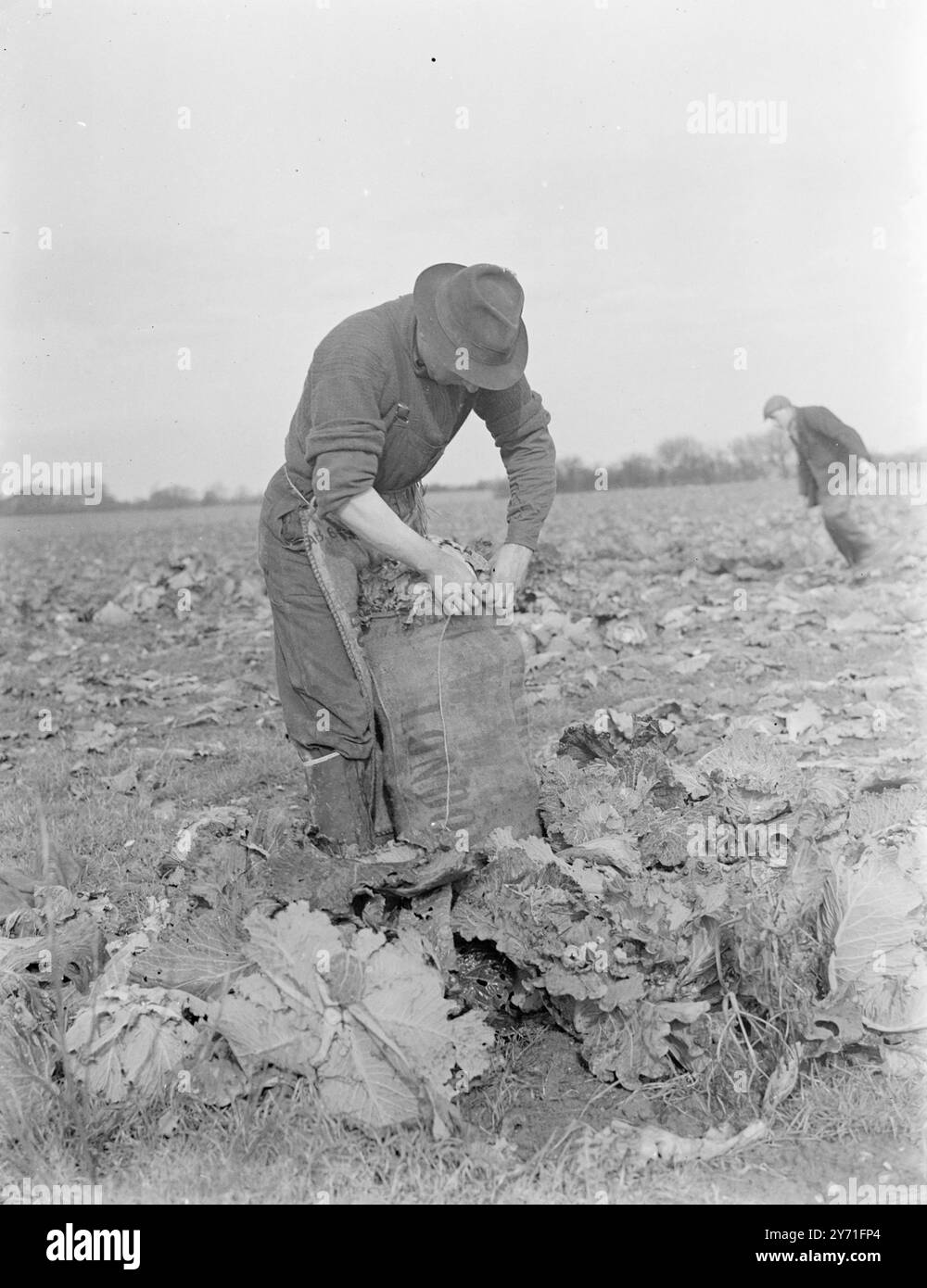 Bagging Cabbages . 1940 Stock Photo - Alamy