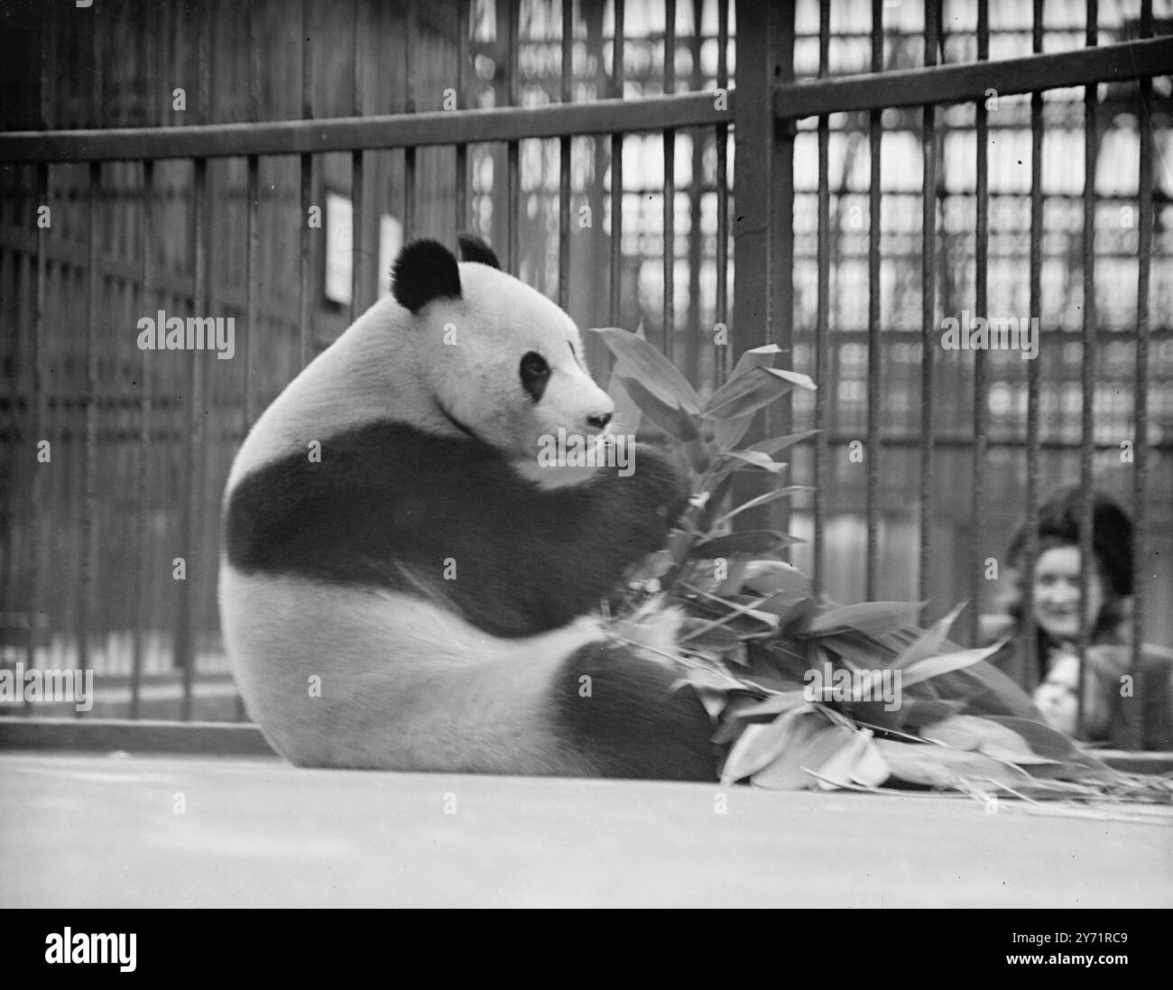 BAMBOO TIME FOR LIEN-HO   The fact that LIEN-HO ,the zoo's giant panda , is many thousands of miles from her native mountains of Western China is no deterrent to her appetite for she is still able to enjoy her bamboo-relish at meal times.    25 October 1948 Stock Photo