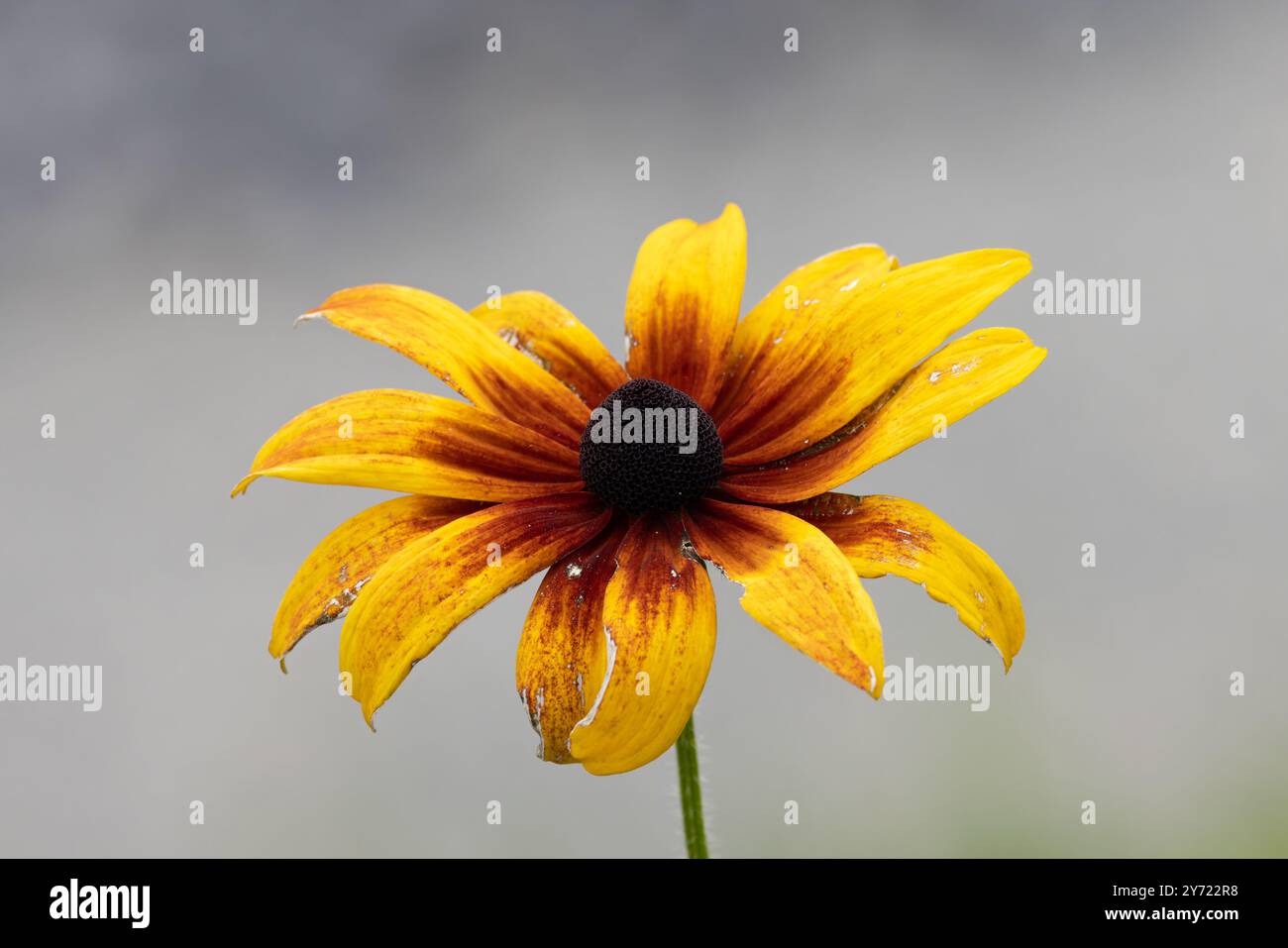 Black-eyed Susan (Rudbeckia hirta) Switzerland 2024 Stock Photo