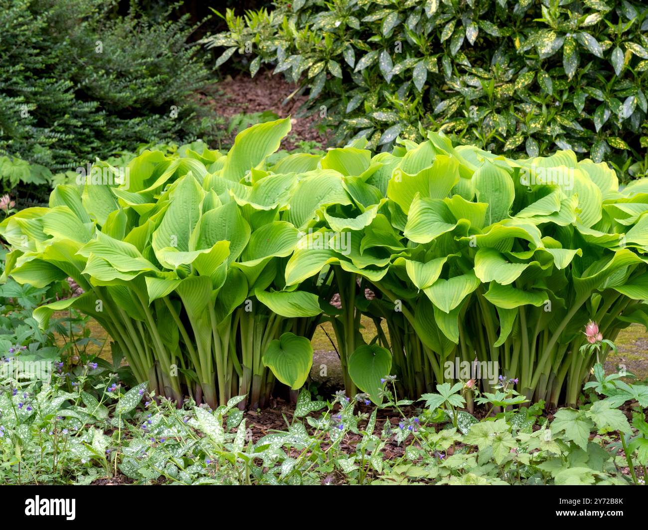 Light green Hosta plants growing in a garden Stock Photo