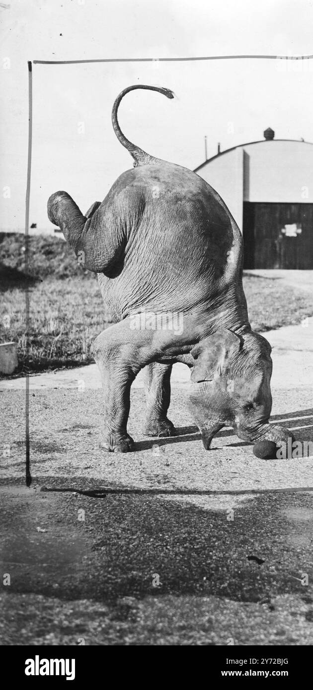 Three-point landing. Margie, 116 elephants in training for Tom Arnold's mammoth Christmas Circus at Harringay Arena, finds her surroundings, appropriate to a practice three point landing. She and her pals are at the this used Wethersfield aerodrome, near Braintree, Essex, where they are polishing up their performance for the great occasion. By that time Margie will be perfect and will have overcome a tendency to nosedive. There will be 20 elephants. Altogether, and the circus was a total of £15,000.  Photo shows, Margie does it on her head at Wethersfield aerodrome, today (Thursday)..  23 Octo Stock Photo