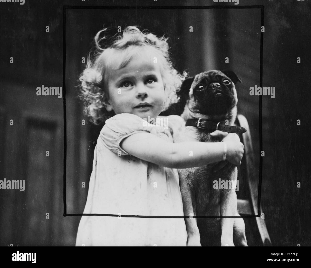 Old pug Black and White Stock Photos & Images - Alamy