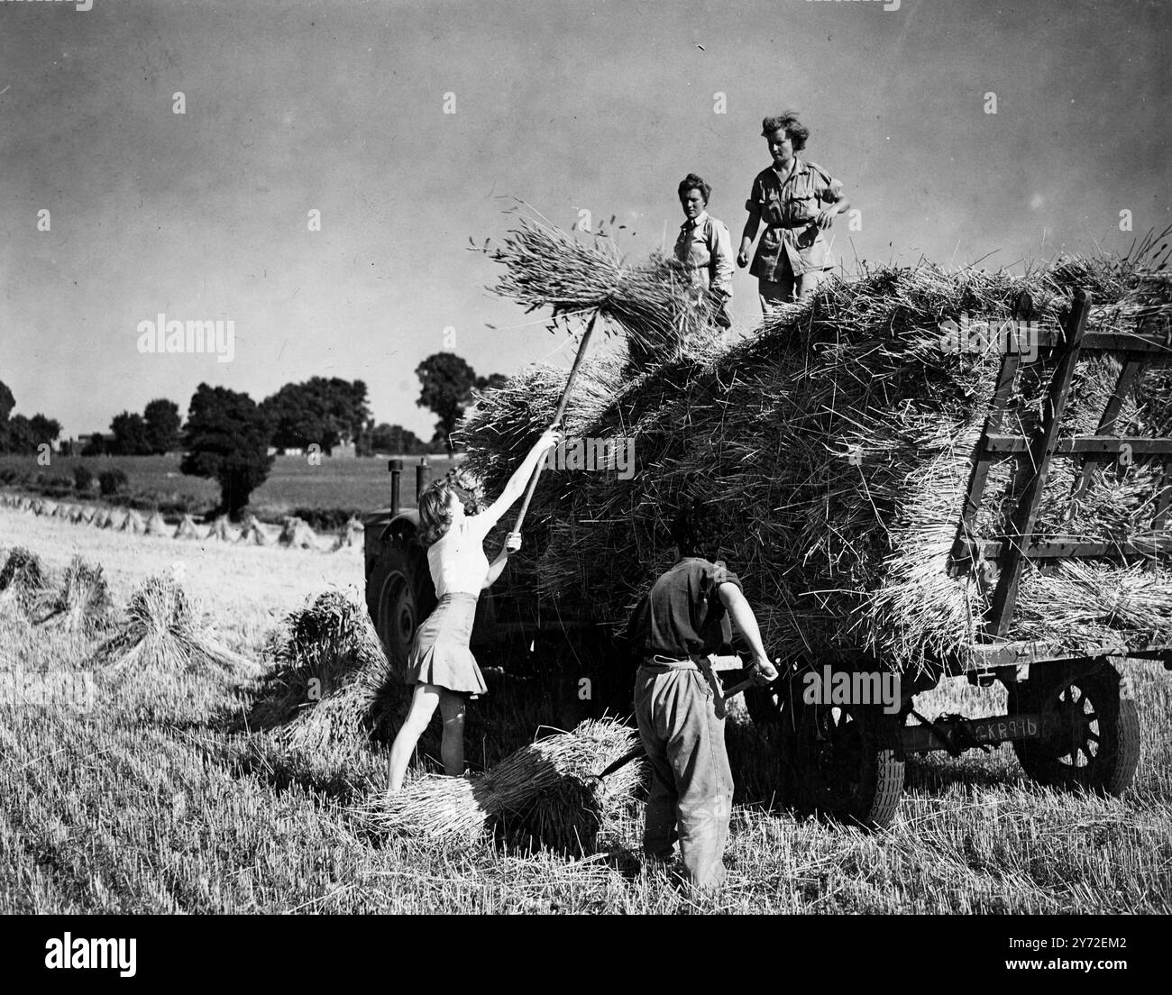 Helping hands are welcomed on the farms of southern England as high summer weather brings much-needed wheat to ripeness. Here in a typical  harvesting scene at Chelsfield, Kent, land girls and farm worker find a willing recruit in a girl holidaymaker who swings a stook  with something like professional skills.    13 August 1947 Stock Photo