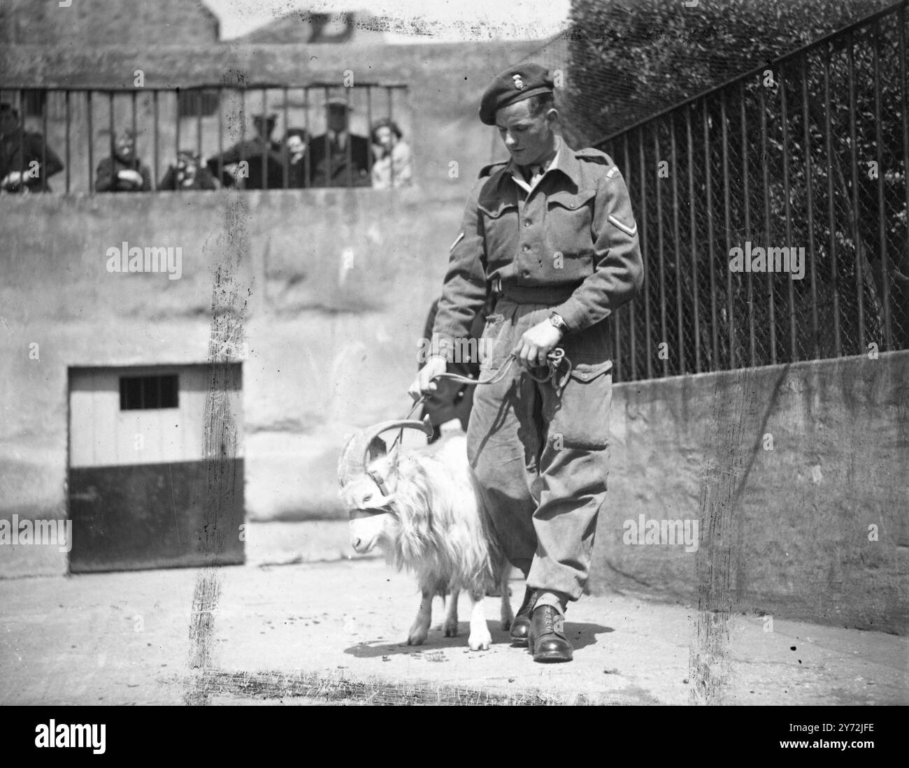 Billy two year old goat at the London Zoo, is off to see the world. Soon he will leave Regent's Park, where he was born, for distant Malaya for duty as Regimental Mascot of the Royal Welch Fusiliers, South East Asia Land Forces. L/Cpl. Adams, who will take Billy on his long journey, has come to the Zoo from his unit at Brecon to instil a little military discipline into him before he joins up. 18 May 1947 Stock Photo