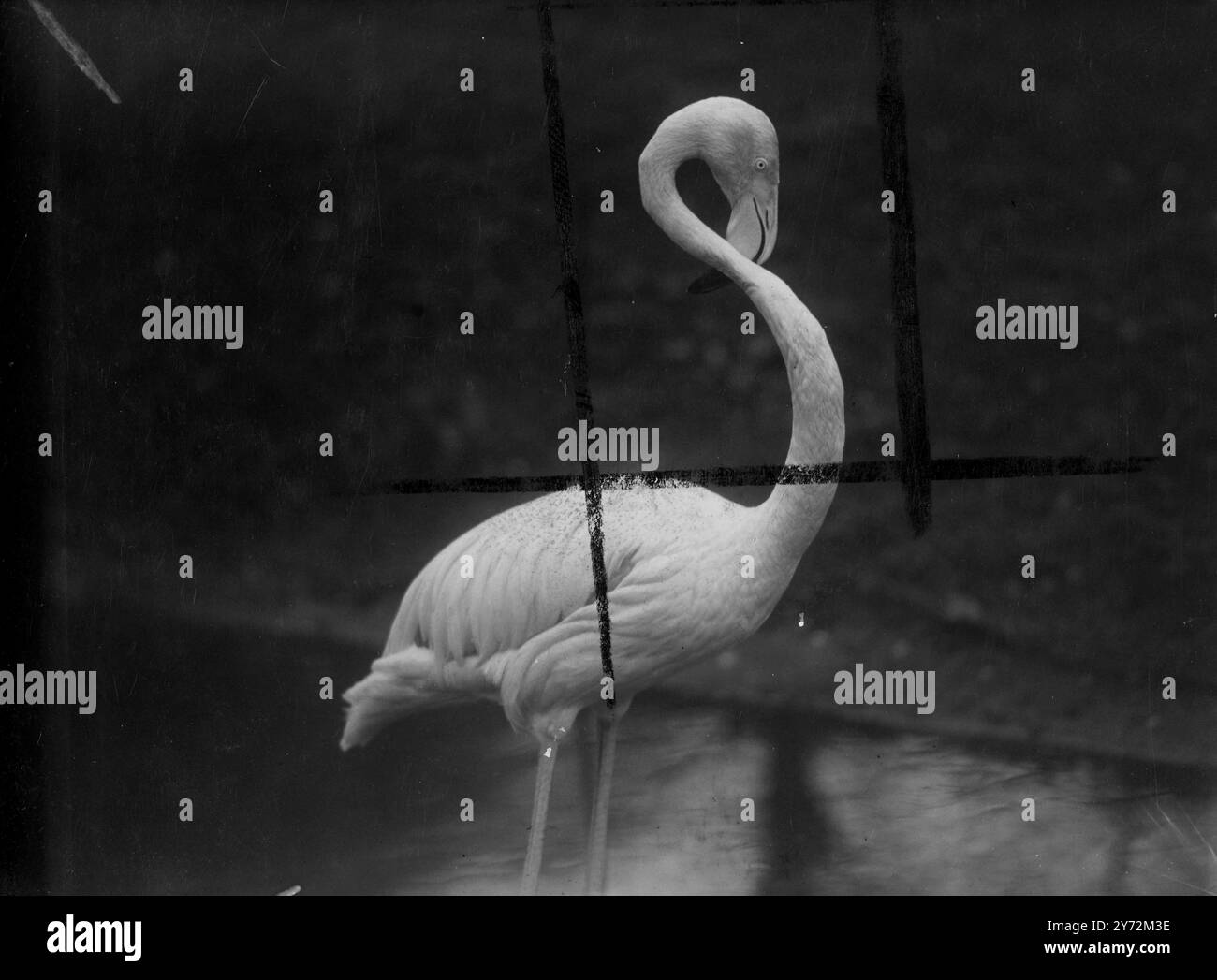 The flamingo 1947 Black and White Stock Photos & Images - Alamy