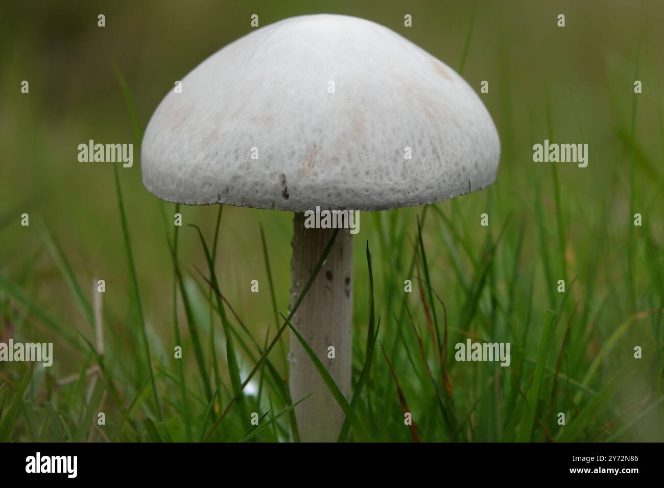 Autumn UK, Single Field Mushroom Stock Photo - Alamy