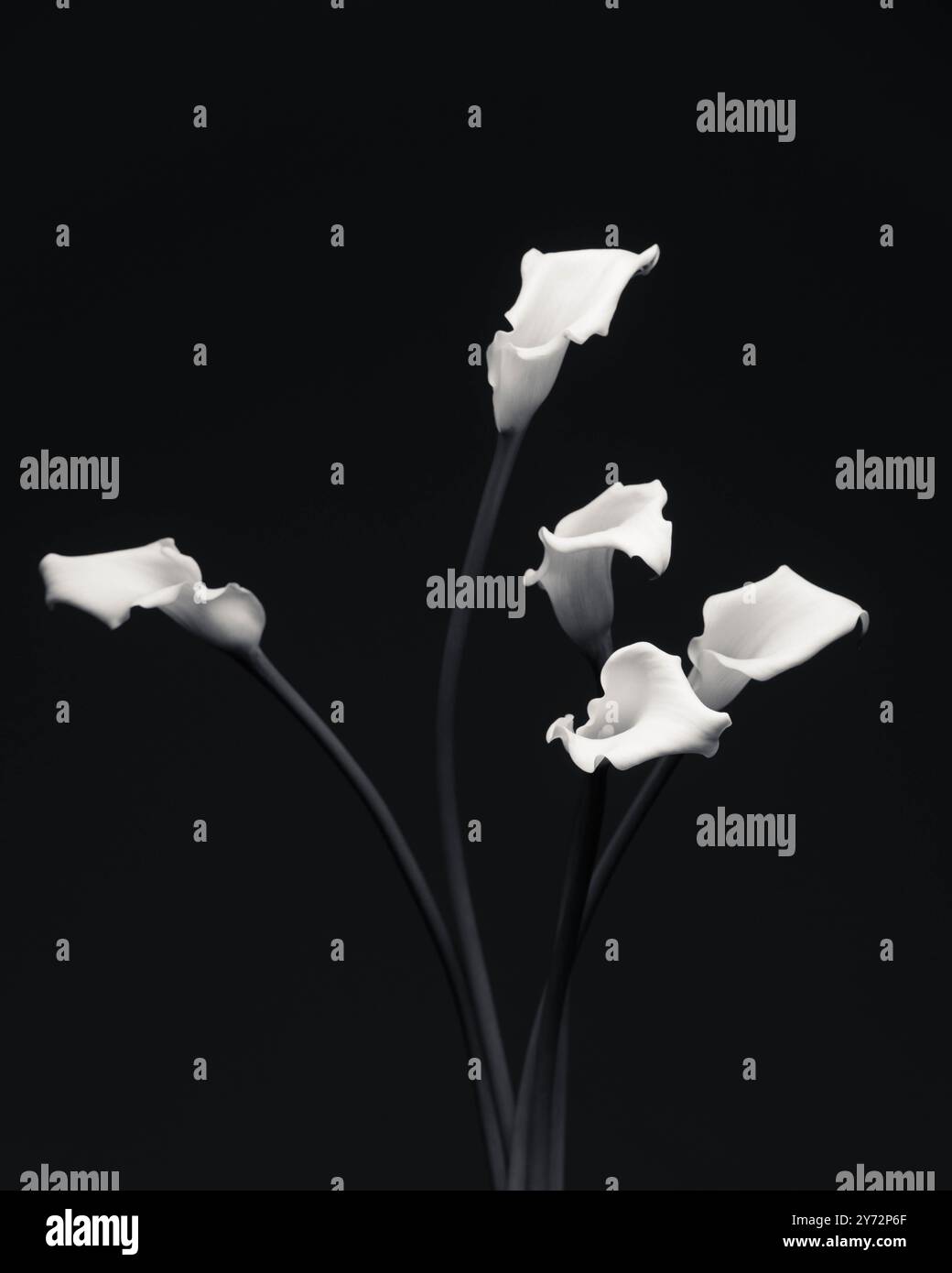 White Calla Lilies in a Vase on a Black Background Stock Photo - Alamy