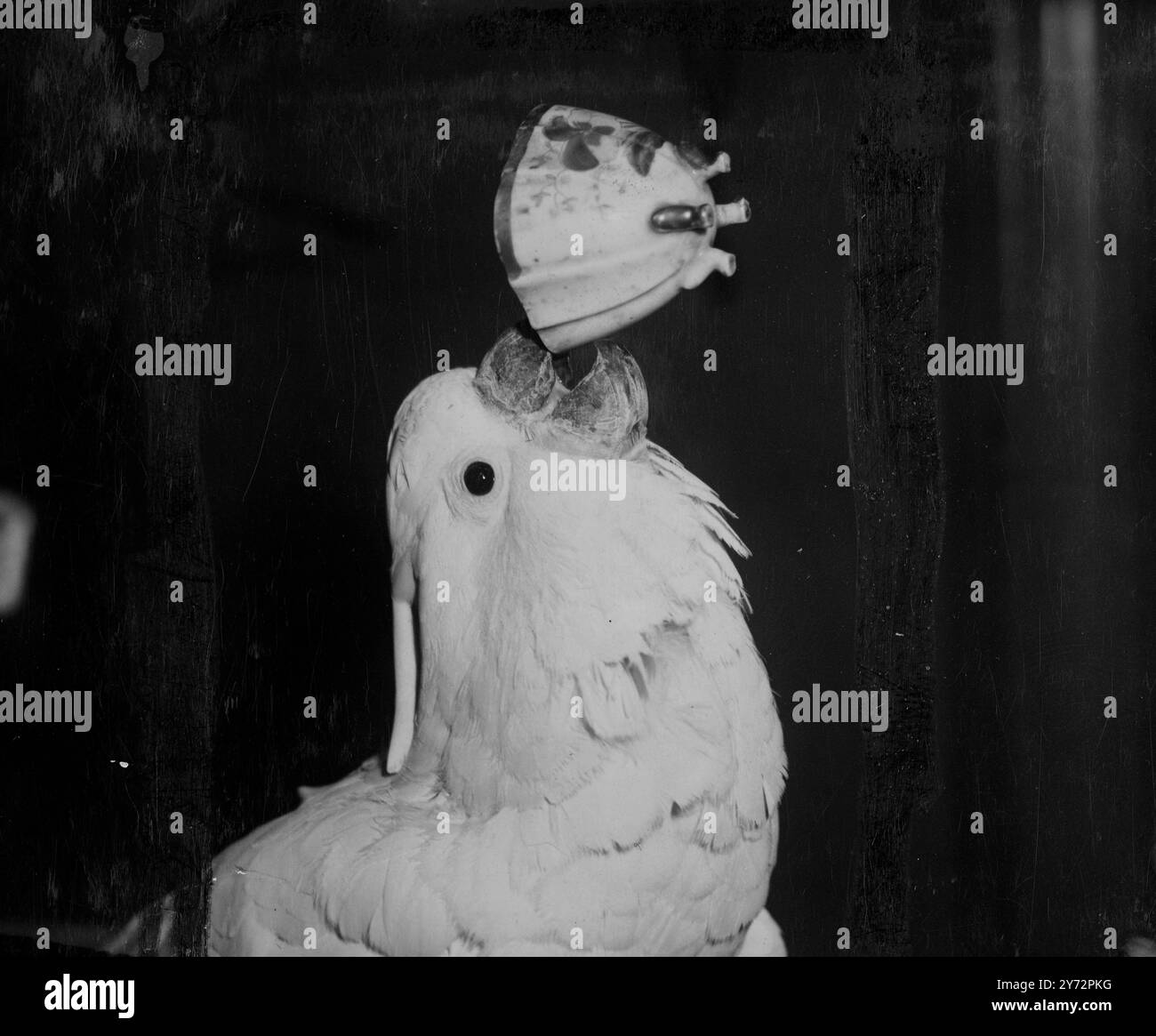 H, image size:1300x1165