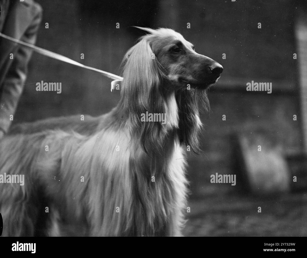 whippig The hound of london hi-res stock photography and images - Alamy