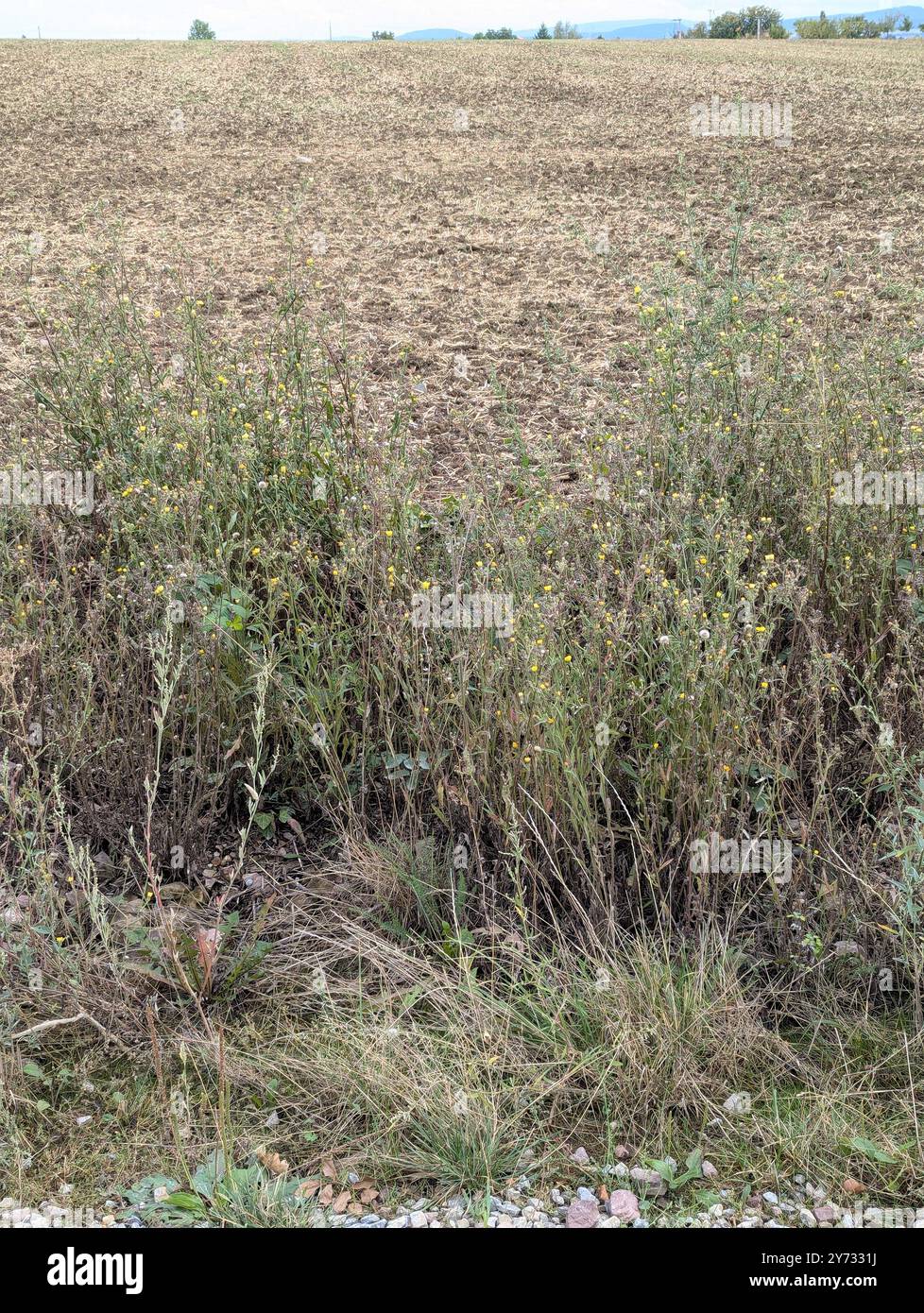 Agricultural weed hi-res stock photography and images - Alamy