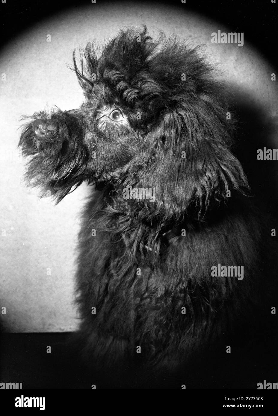 Soon to leve for his new home at Westerham , Kent is Rufus  , five-month old miniature French poodle which has been presented to Mr Winston Churchill by Miss Bella Lobban of Chiswick Square , West London .  Rufus , who is a grandson of Champion Toyboy of Toytown , winner of more that a hundred firsts , will take the place of Mr Churchill's pet , also named Rufus , which was killed at Brighton during the Conservative Party Conference last October .  1948 Stock Photo