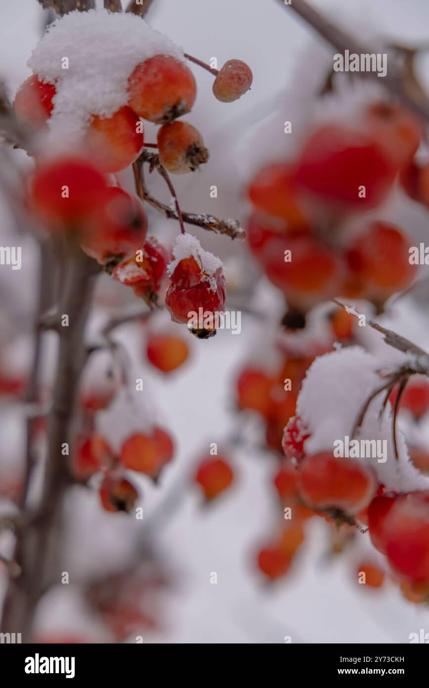 Rosehip berries covered under snow Stock Photo