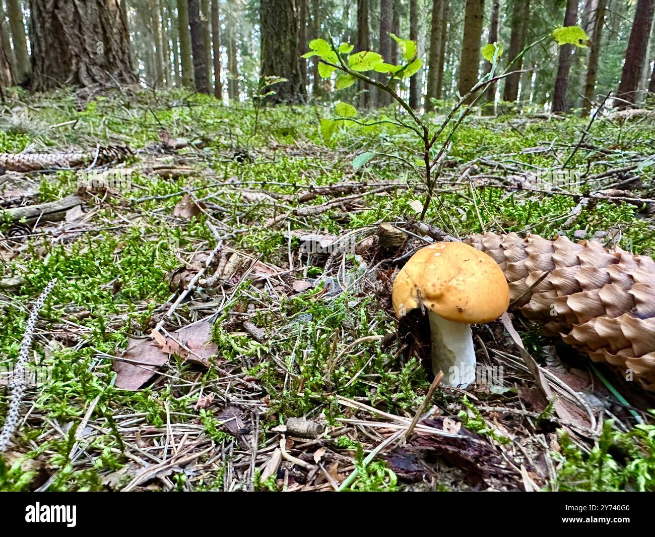 The photograph features a close-up of a pine cone in a forest, illuminated by summer daylight. - Smartphone Captured Stock Image