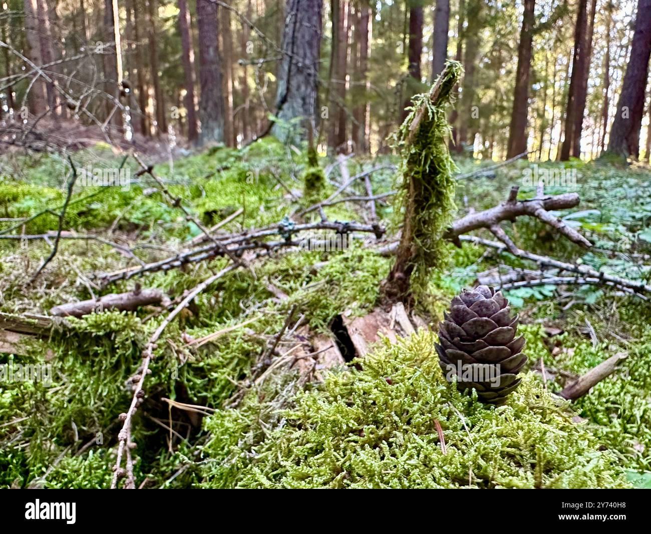The photograph features a close-up of a pine cone in a forest, illuminated by summer daylight. - Smartphone Captured Stock Image