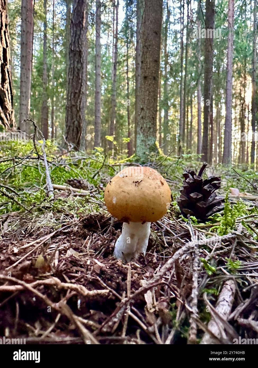 The photograph features a close-up of a pine cone in a forest, illuminated by summer daylight. - Smartphone Captured Stock Image