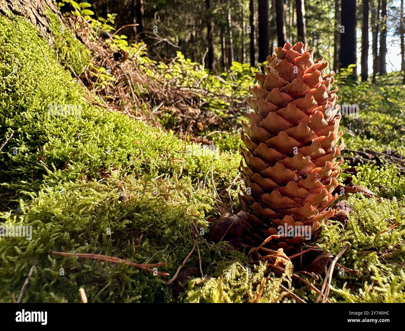 The photograph features a close-up of a pine cone in a forest, illuminated by summer daylight. - Smartphone Captured Stock Image