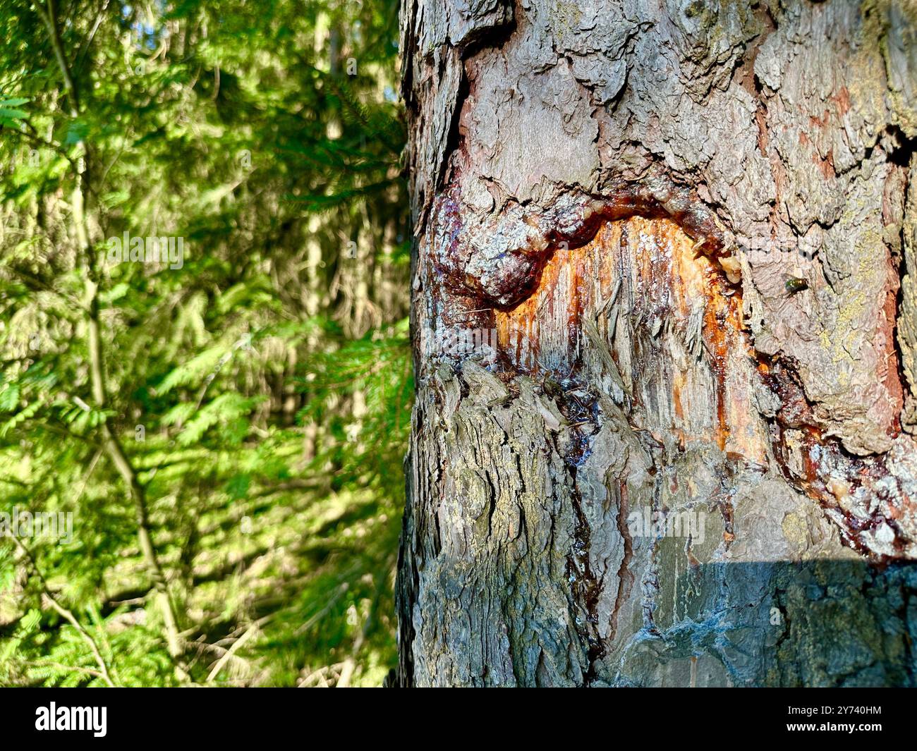 The photograph features a close-up of a pine cone in a forest, illuminated by summer daylight. - Smartphone Captured Stock Image