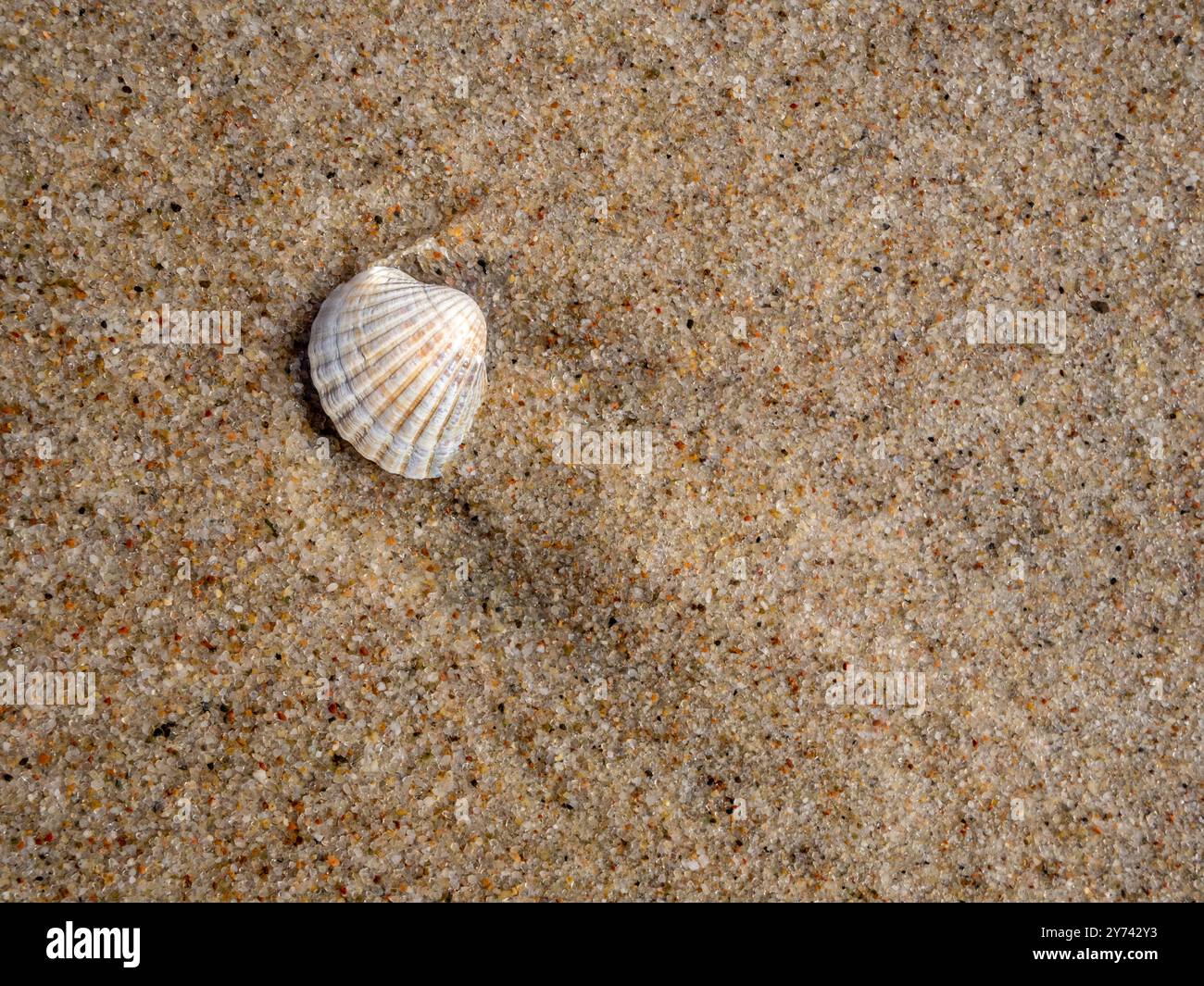 Sea Shell Tap Top view of a seashell lying on the beach sand, holiday theme, bright ...