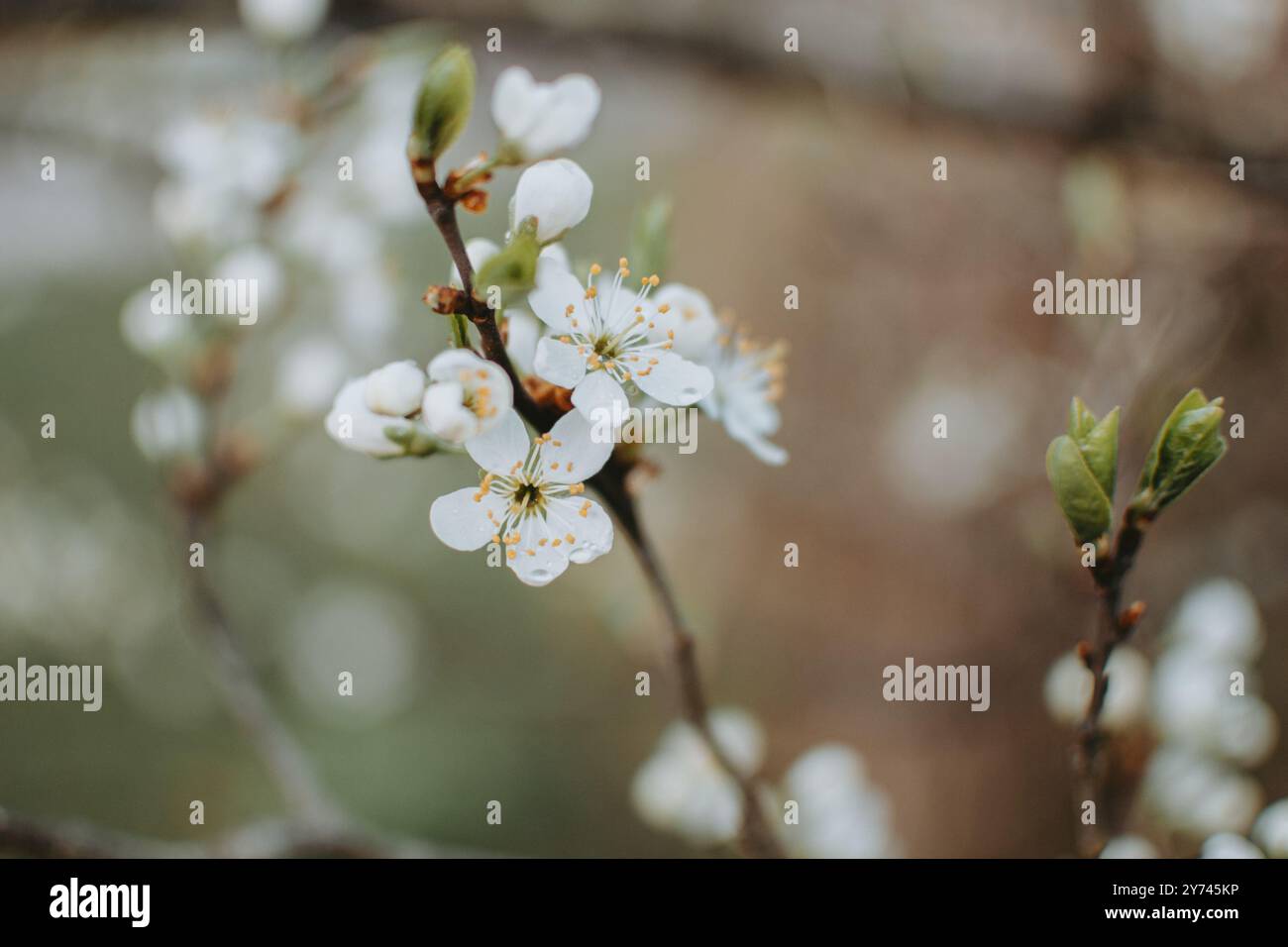 Blooming sour cherry (Prunus cerasus) at spring Stock Photo