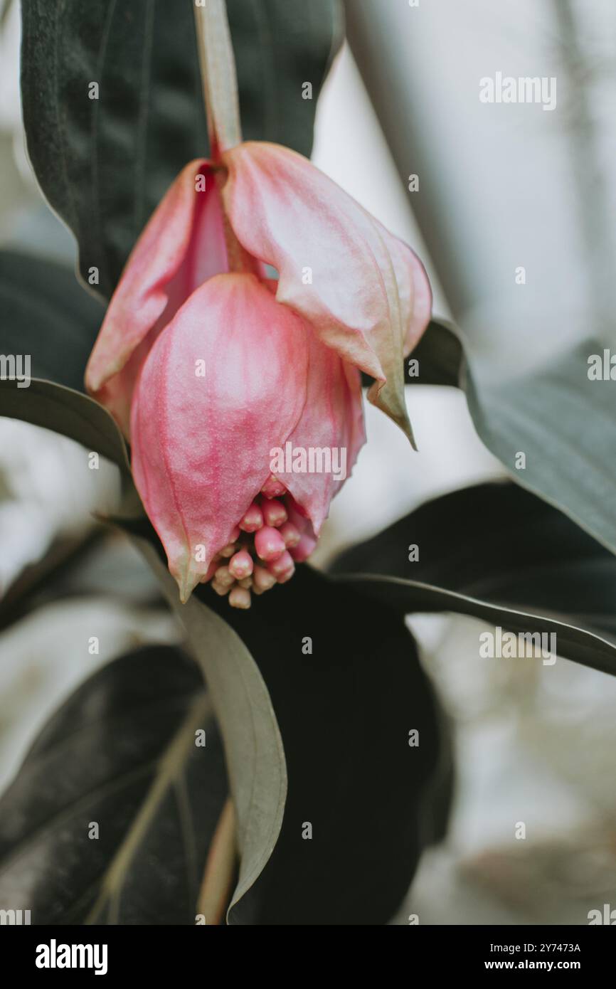 Blooming Medinilla magnifica, the showy medinilla or rose grape Stock ...