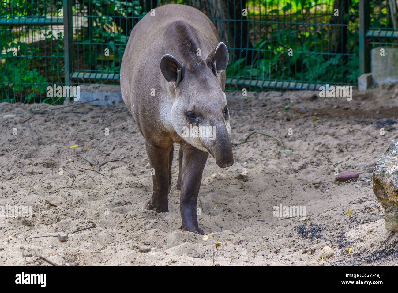 Tapir ecuador hi-res stock photography and images - Alamy, image size:1300x956