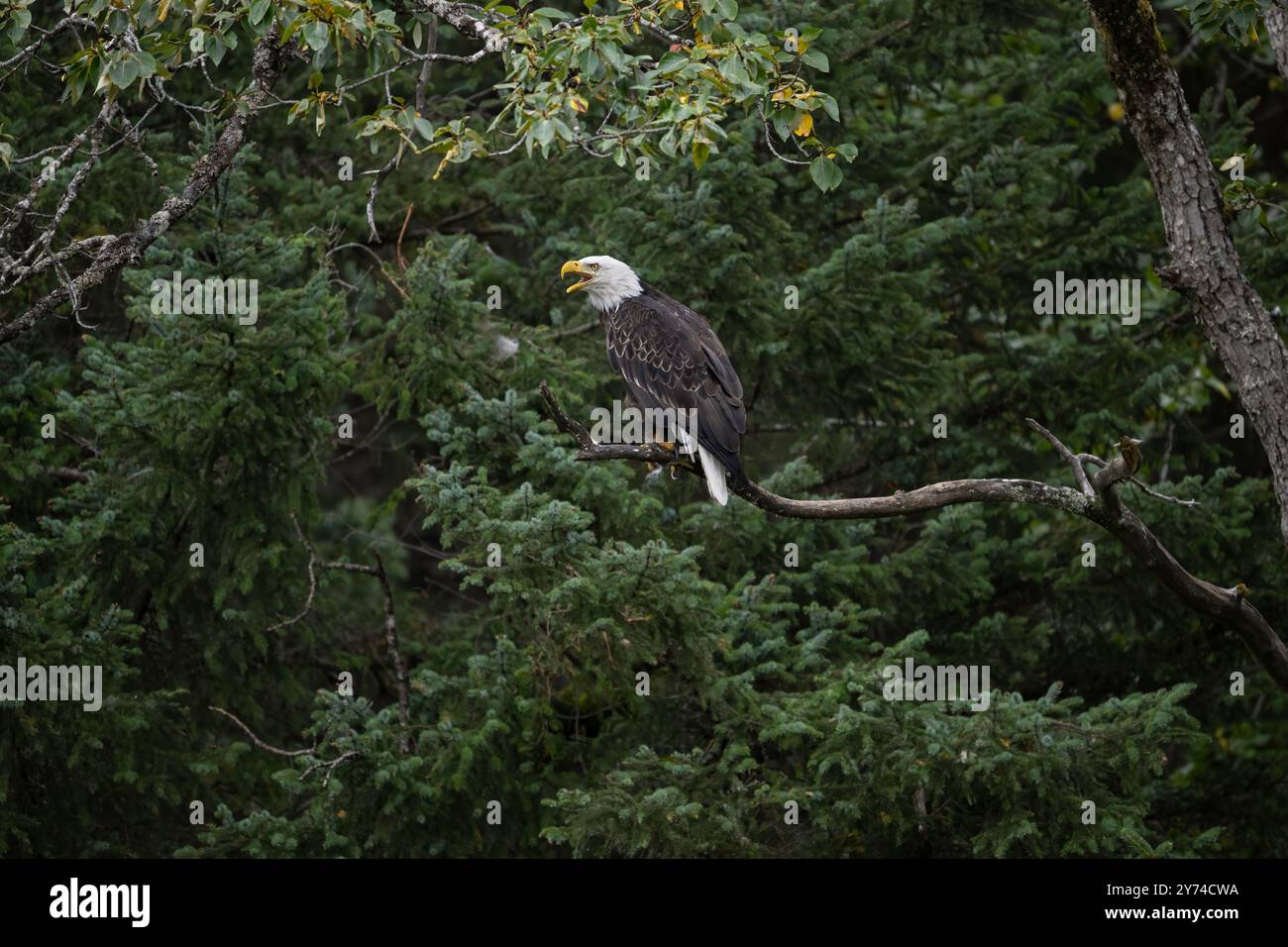 Bald eagle calling while perched in a tree in Kachemak Bay Alaska Stock Photo