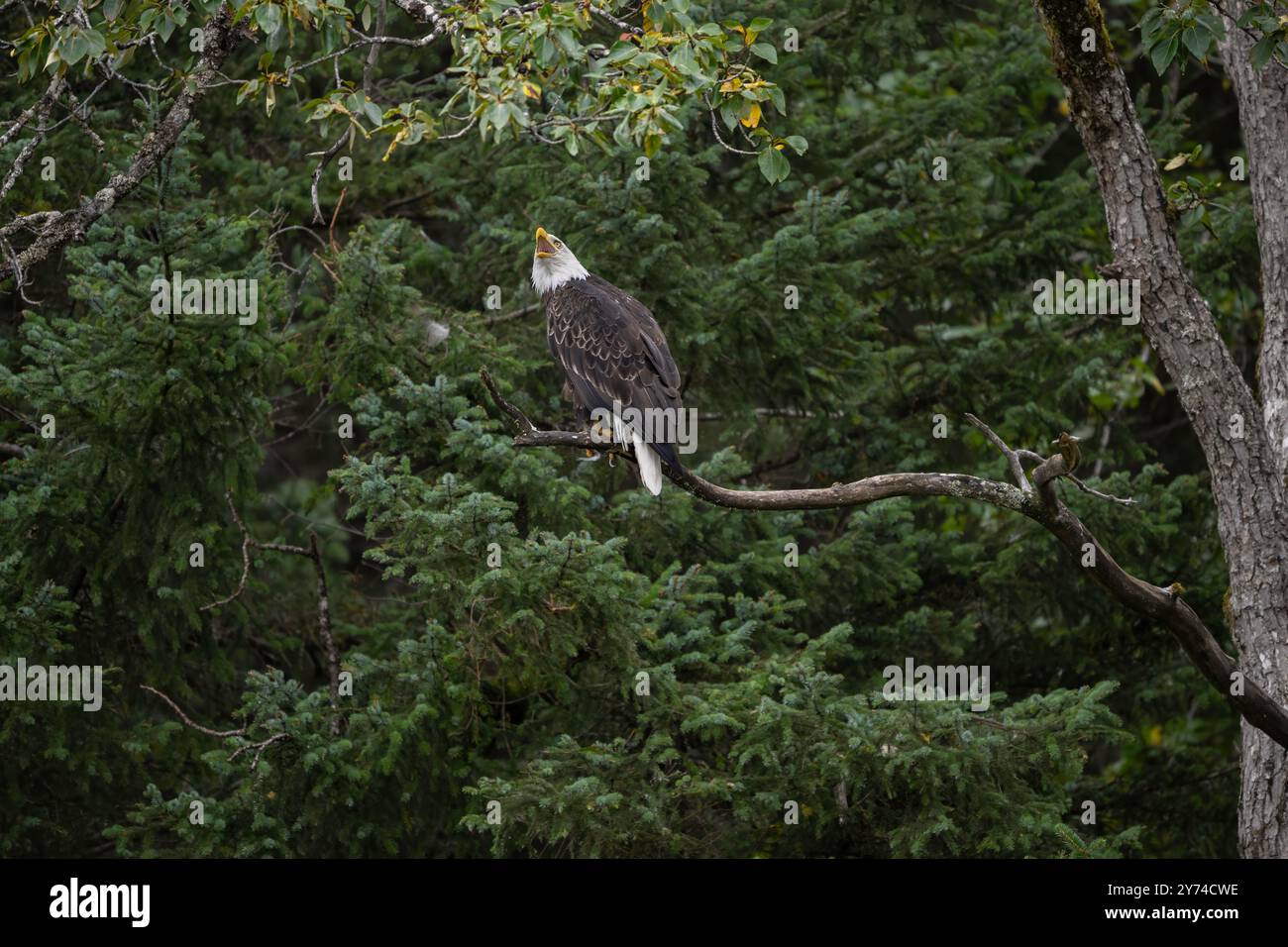 Bald eagle calling while perched in a tree in Kachemak Bay Alaska Stock Photo