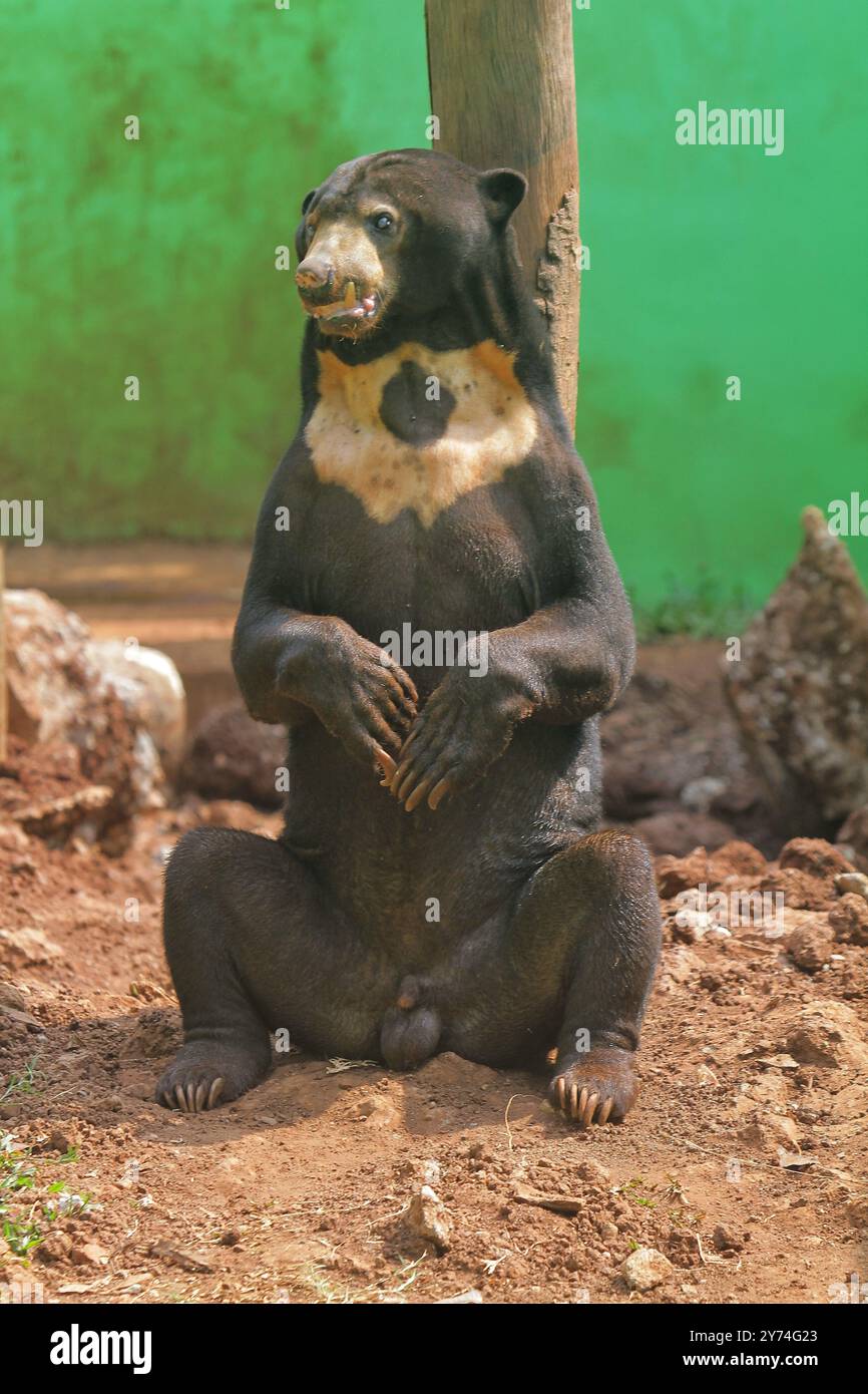a sun bear sitting relaxed on a pole during the day Stock Photo - Alamy