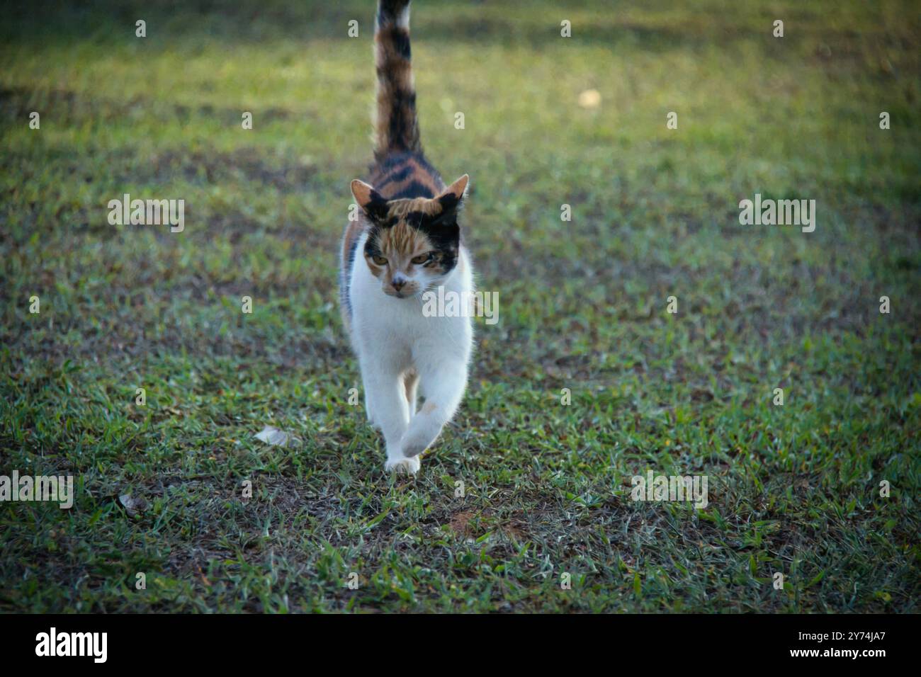 Domestic cat running on grass hi-res stock photography and images - Alamy
