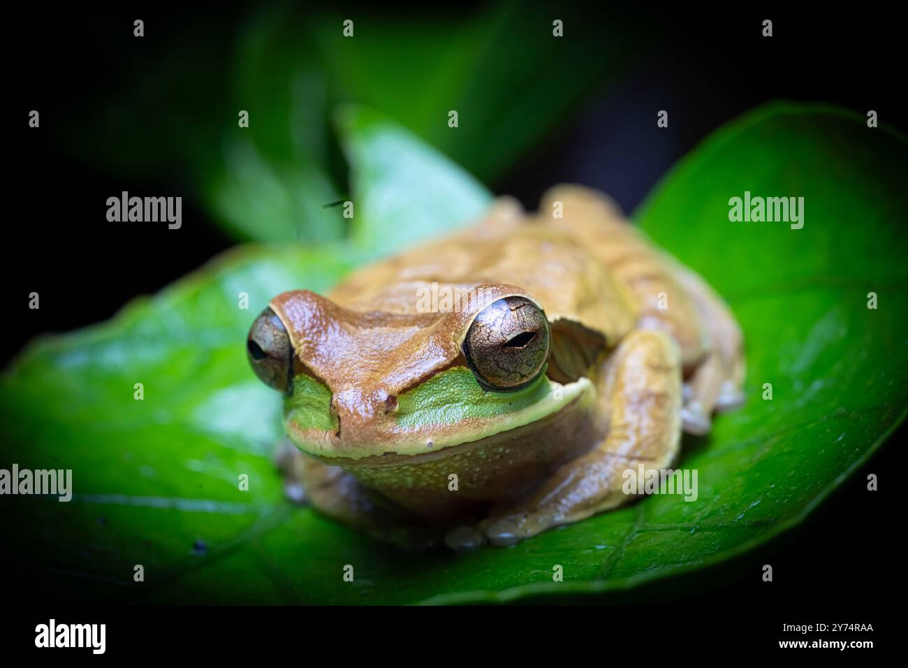 Masked Tree Frog (Smilisca phaeota) of Costa Rica Stock Photo - Alamy