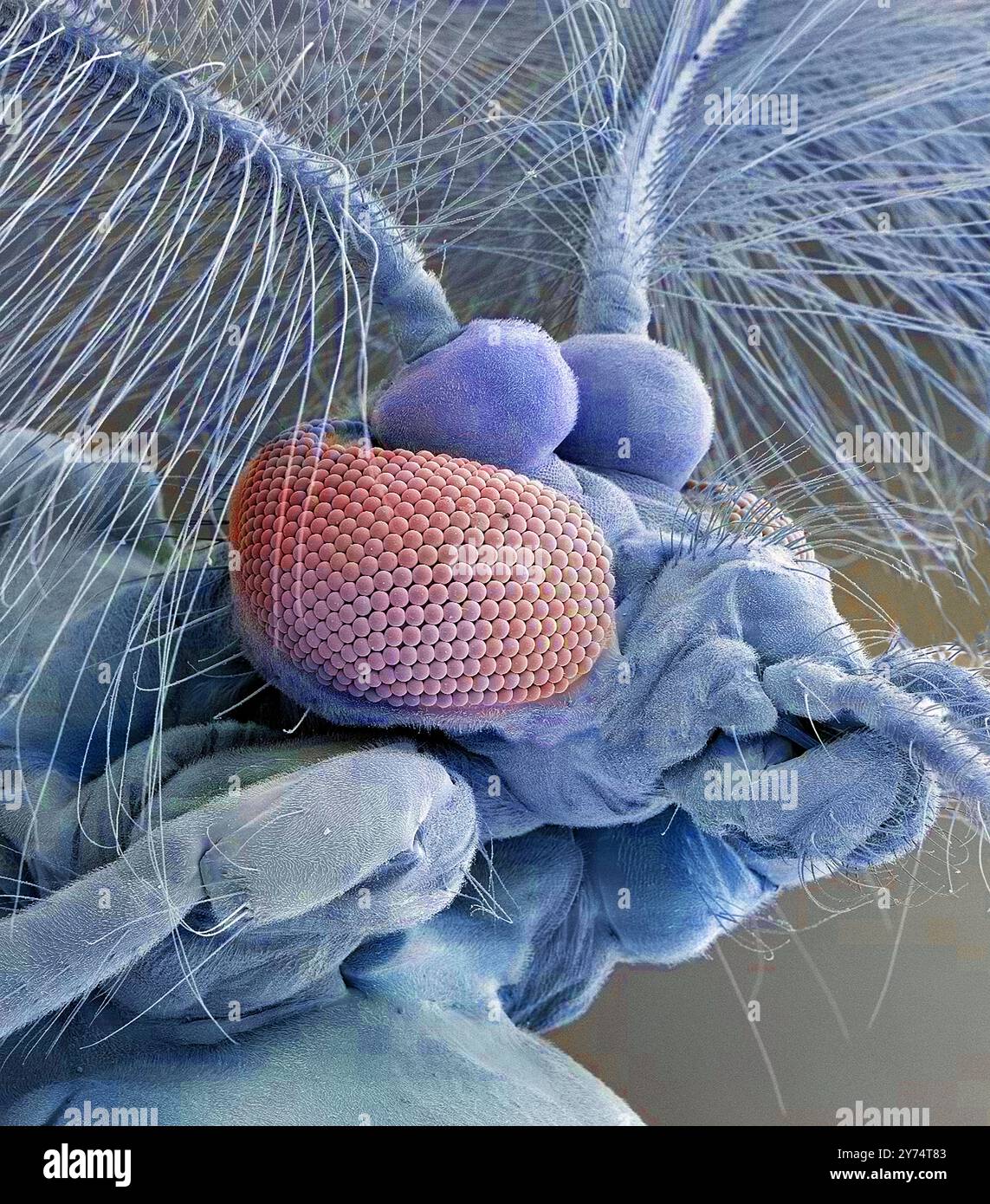 Common house mosquito (Culex pipiens). Coloured scanning electron micrograph (SEM) of a male common house mosquito head, showing its compound eyes, antennae and mouthparts. Culex pipiens is the most common mosquito in Britain. Only female mosquitoes bite humans, males feed off nectar. The females of this mosquito are vectors of diseases including West Nile virus and Japanese encephalitis. Note the feathery antennae and lack of piercing mouthparts in the male. Magnification: x60, when printed 10 cm wide. Stock Photo