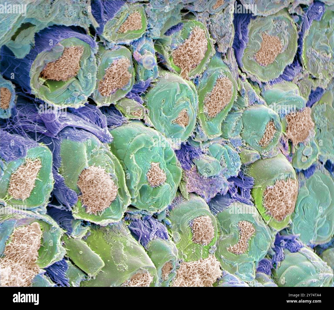 Sciatic nerve. Coloured scanning electron micrograph (SEM) of a section ...