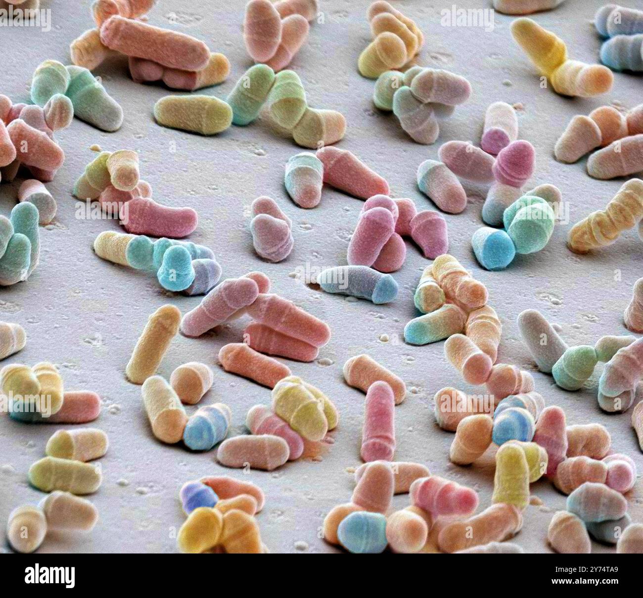 Schizosaccharomyces pombe yeast, SEM Stock Photo - Alamy