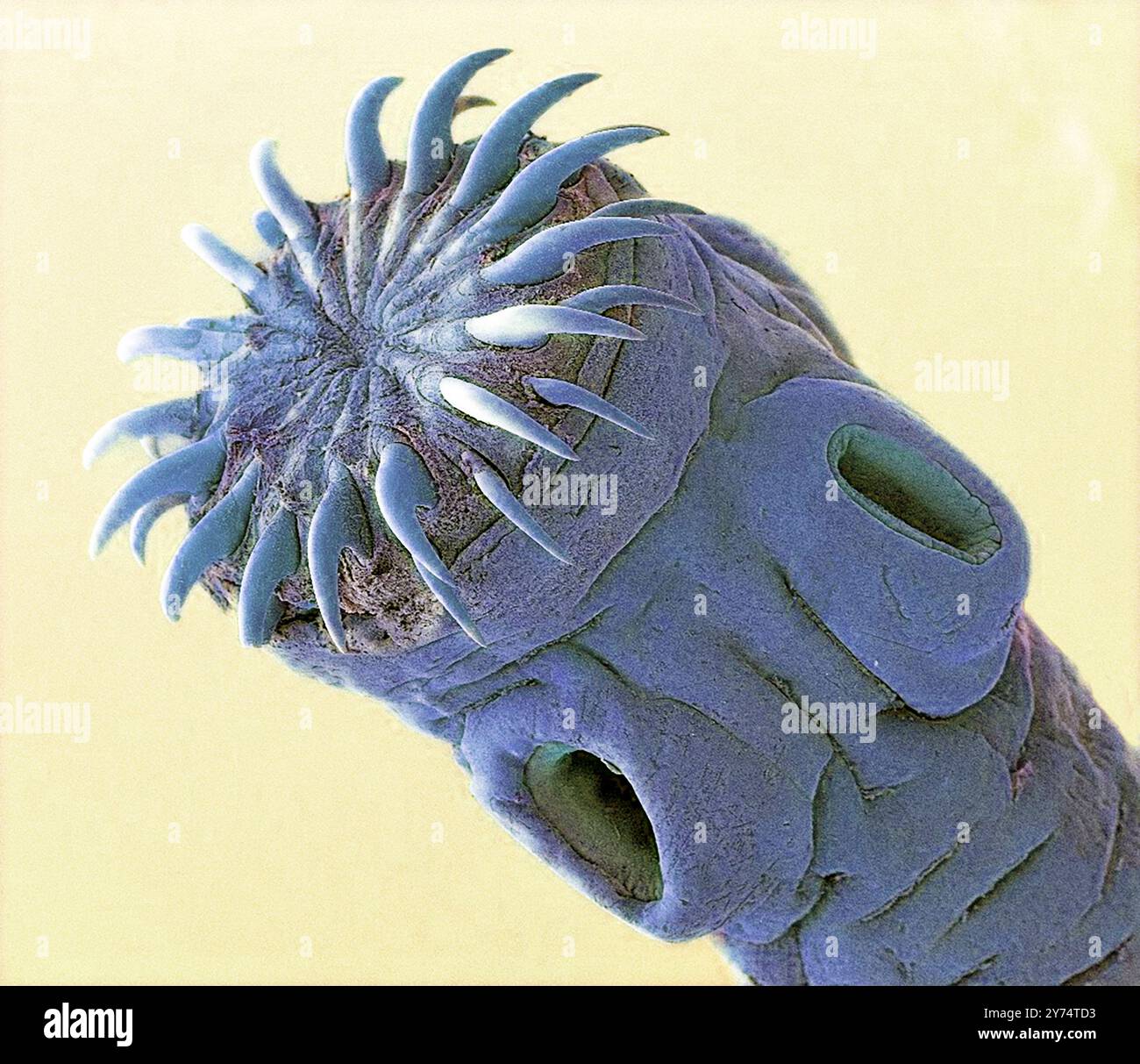 Pork Tapeworm Coloured Scanning Electron Micrograph SEM Of The Head Pork Tapeworm Coloured Scanning Electron Micrograph SEM Of The Head