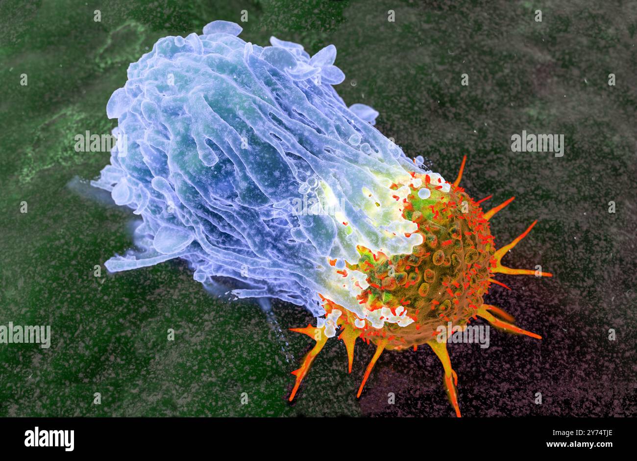 Illustration of a human macrophage cell attacking a cancer cell Stock ...