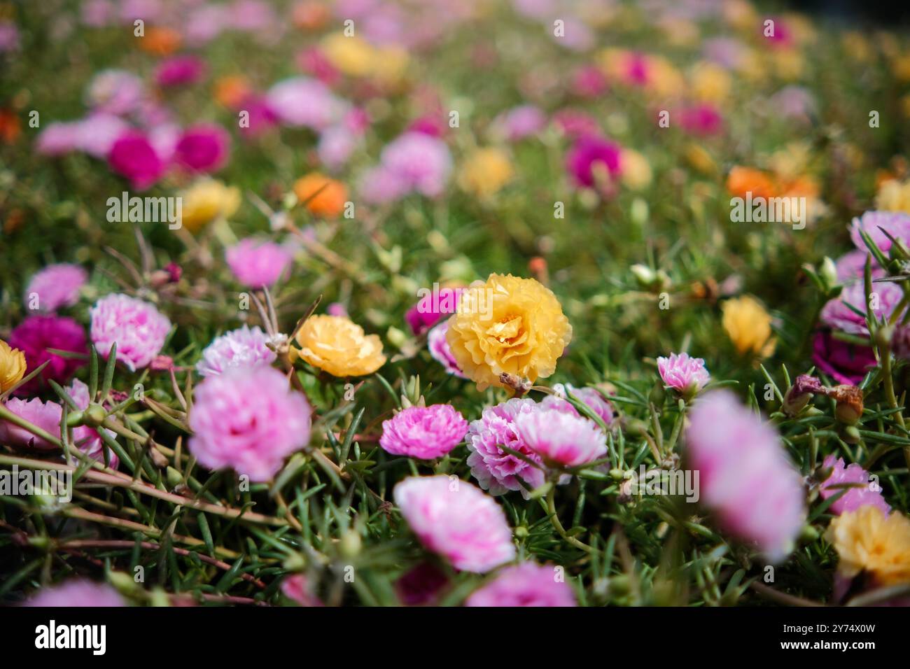 colorful flowers in the garden Stock Photo - Alamy