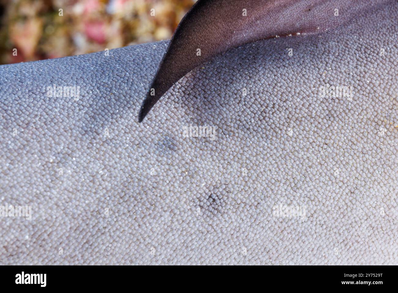 Shark skin is composed of placoid scales, also called dermal denticles. This a a close look at the tiny tooth-like structures on a whitetip reef shark Stock Photo