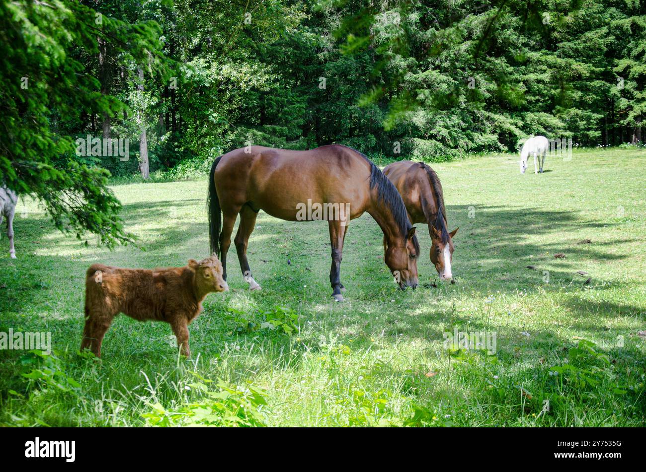 Arabian horses in paddock hi-res stock photography and images - Alamy