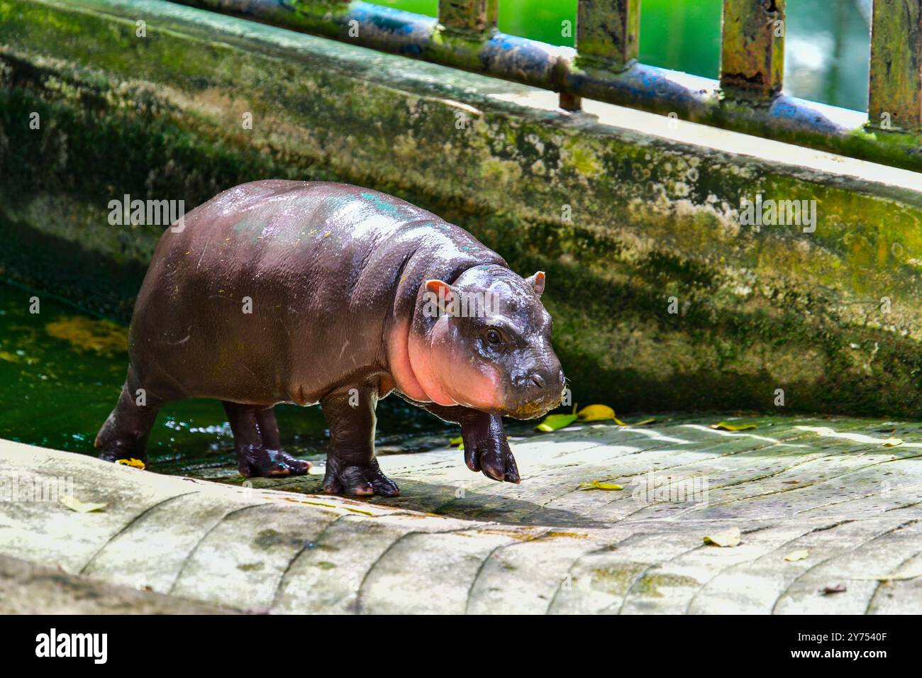 Moo hi-res stock photography and images - Page 2 - Alamy