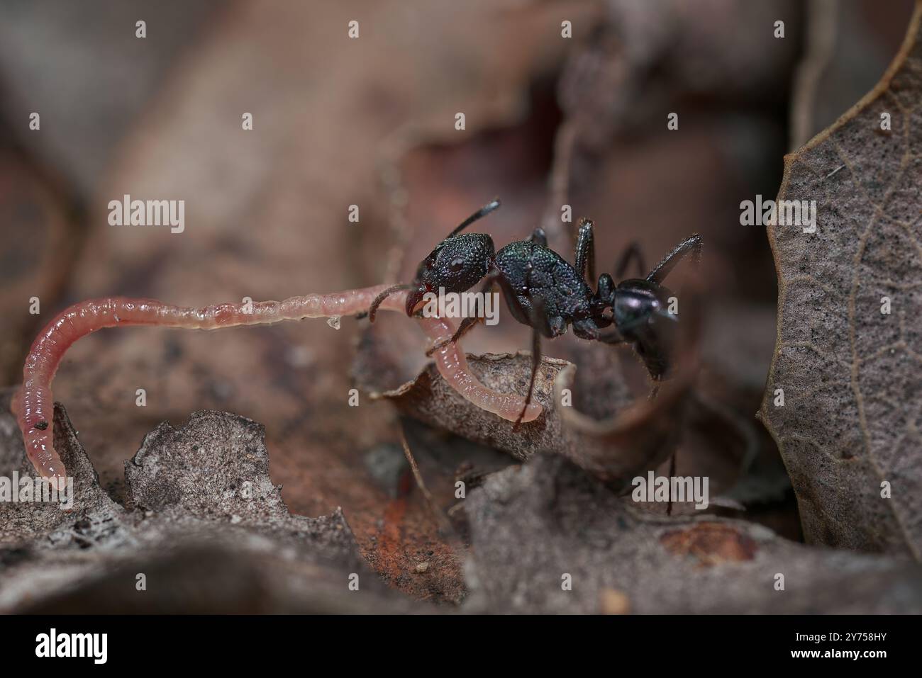 Ant chain hi-res stock photography and images - Alamy