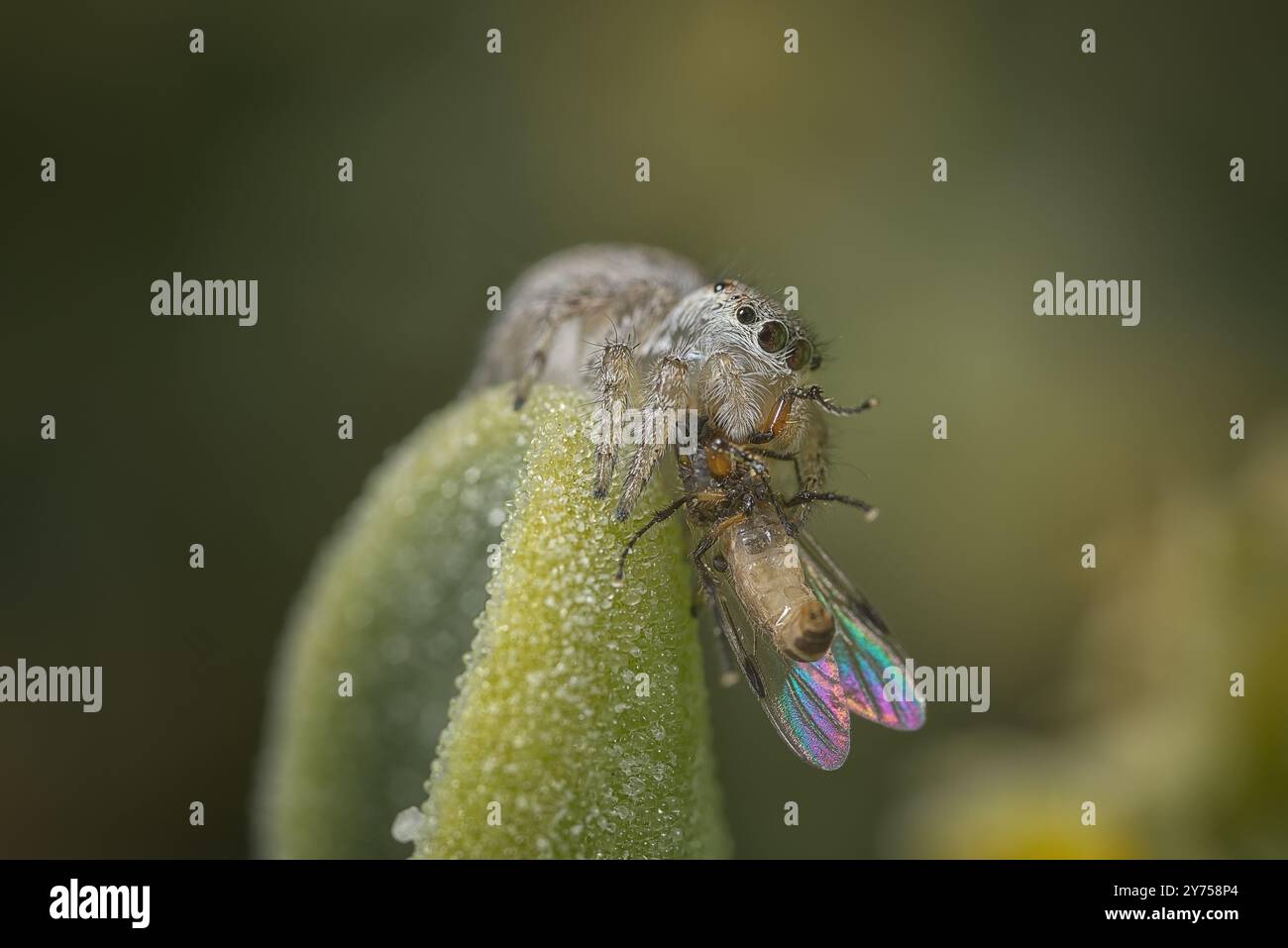 Female Peacock spider (Maratus speciosus) eating a fly Stock Photo