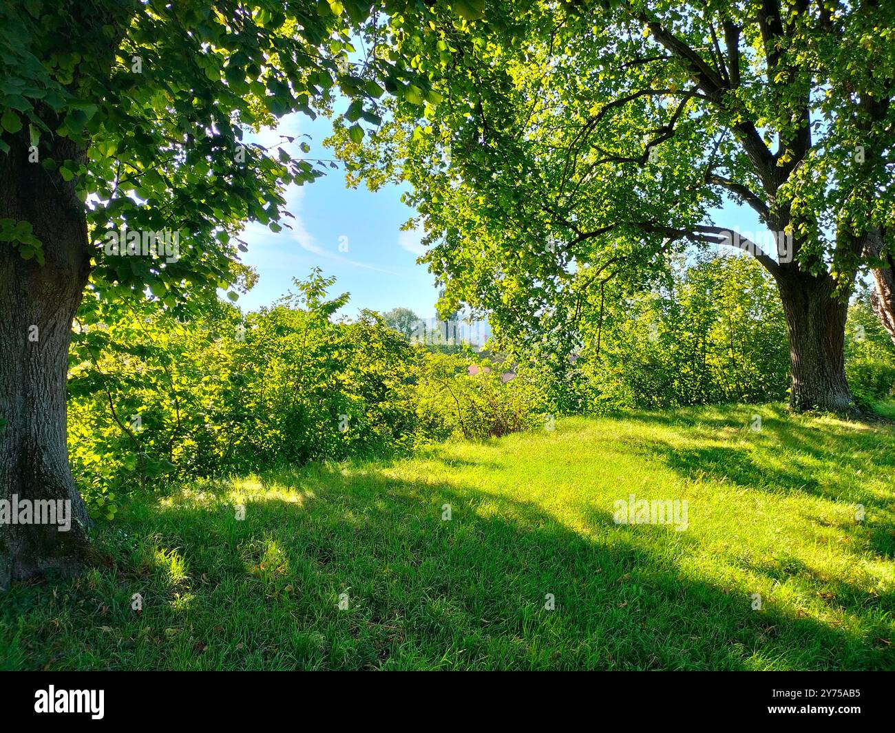 Beautiful Green Trees in the Botanical Garden of Basel on a Sunny Day - Smartphone Captured Stock Image
