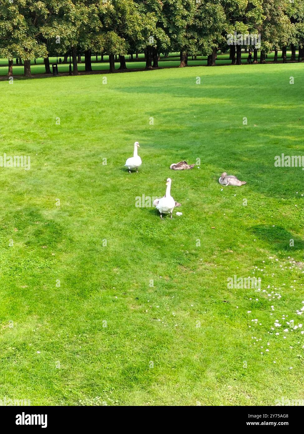 White Swan and Ducks in Vigeland Park, Oslo - Smartphone Captured Stock Image