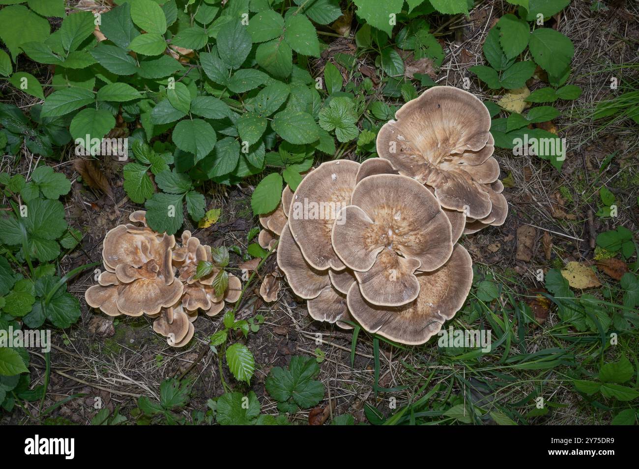 Giant Polypore Fungus resp.Meripilus giganteus in Forest,Rhineland,Germany Stock Photo