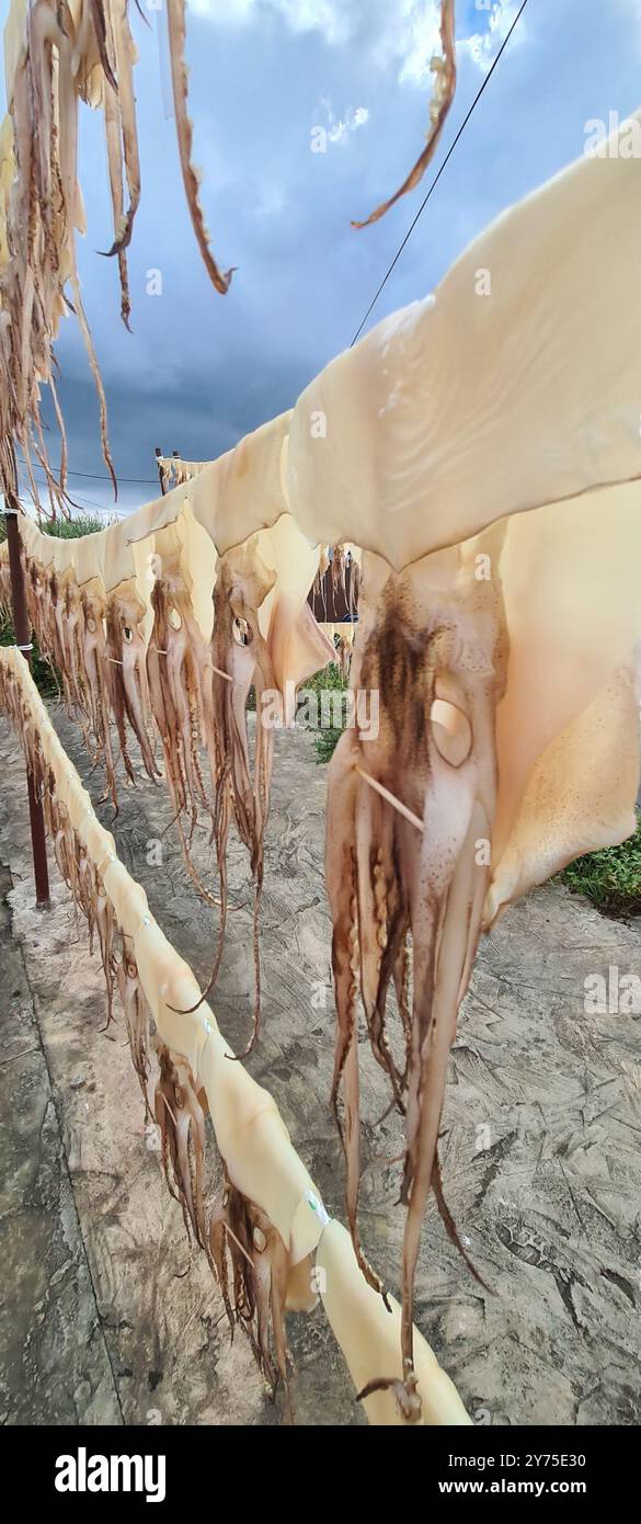 Rows of dry squid drying out during the day - Smartphone Captured Stock Image