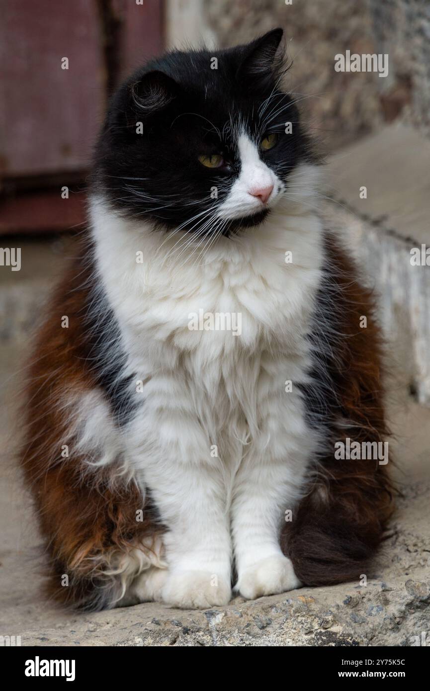 A black and white cat calmly sits near a concrete wall on the street ...